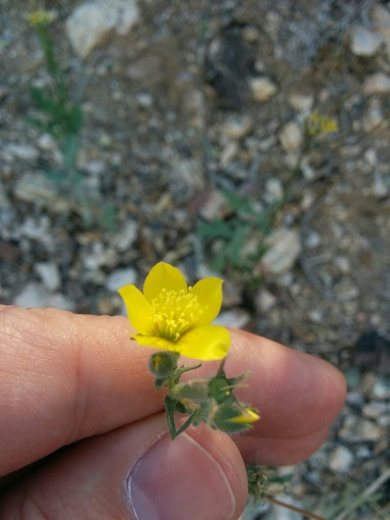 Mentzelia jonesii, photographed by kweitemier