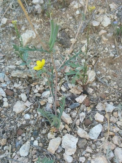 Mentzelia jonesii, photographed by kweitemier