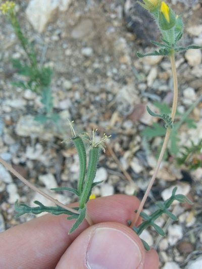 Mentzelia jonesii, photographed by kweitemier