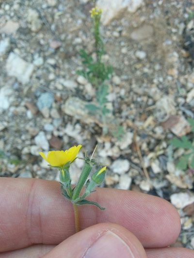 Mentzelia jonesii, photographed by kweitemier