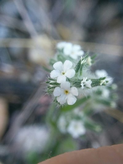 Cryptantha muricata, photographed by kweitemier