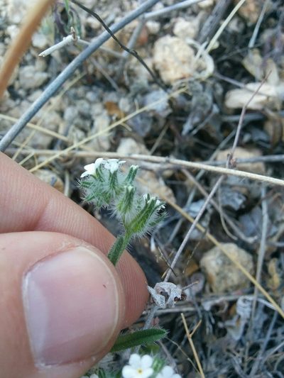 Cryptantha muricata, photographed by kweitemier