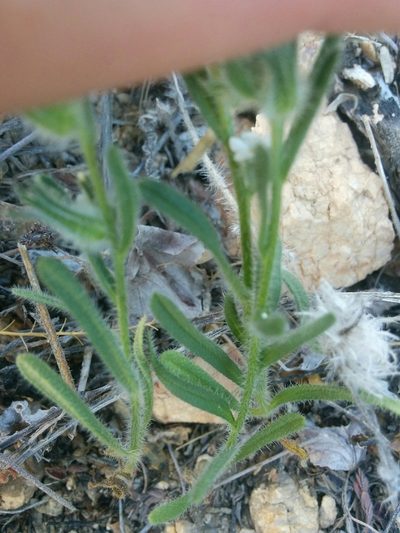 Cryptantha muricata, photographed by kweitemier