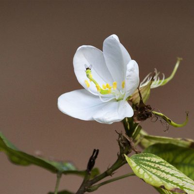 Bauhinia acuminata, photographed by Paulmathi Vinod