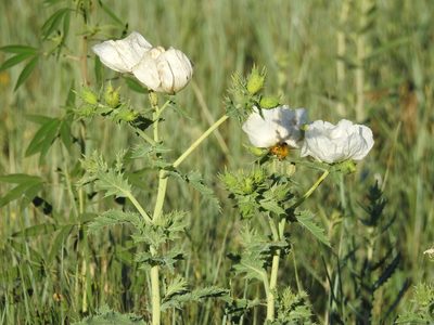 Argemone polyanthemos, photographed by Rachel Stringham