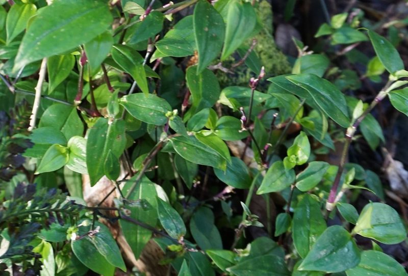 Tradescantia mundula, photographed by Alice Shanks