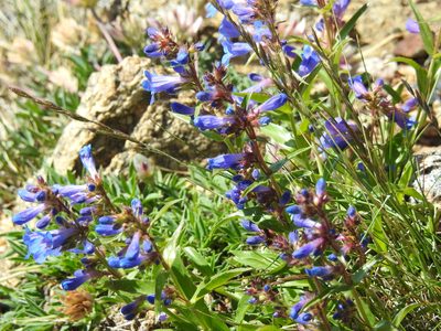Penstemon virens, photographed by Rachel Stringham