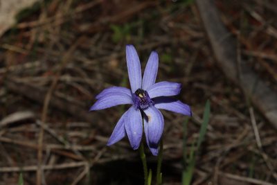 Pheladenia deformis, photographed by T. Hammer