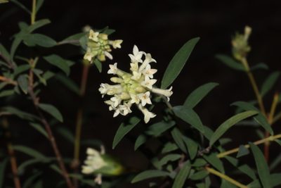 Pimelea stricta, photographed by T. Hammer