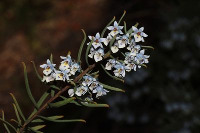 Pigea floribunda, photographed by T. Hammer