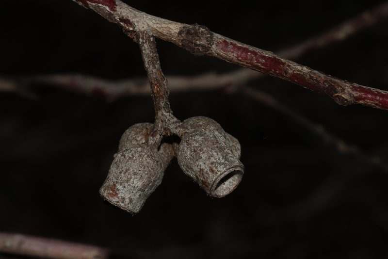 Eucalyptus incrassata, photographed by T. Hammer