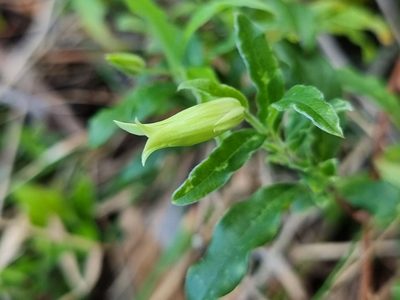 Billardiera mutabilis, photographed by Richard Dimon