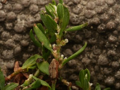 Polygonum arenastrum, photographed by Alexis Tinker-Tsavalas
