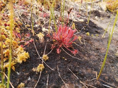 Drosera anglica, photographed by Arne Fahrenholz