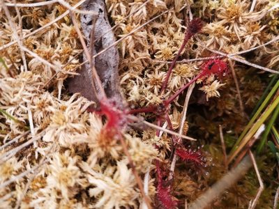 Drosera anglica, photographed by Arne Fahrenholz
