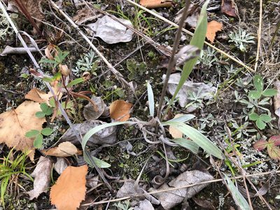 Antennaria pulcherrima, photographed by Jason Grant