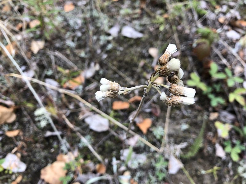 Antennaria pulcherrima, photographed by Jason Grant
