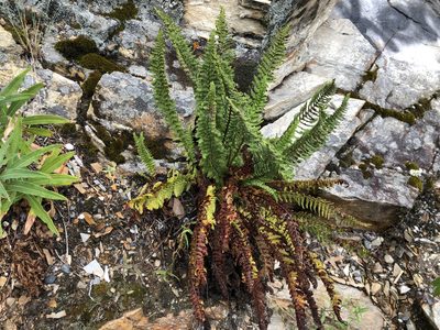 Dryopteris fragrans, photographed by Jason Grant
