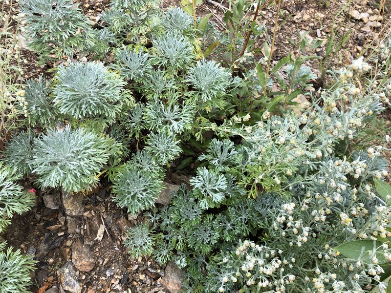 Artemisia alaskana, photographed by Jason Grant