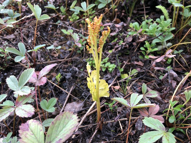 Botrychium alaskense, photographed by Jason Grant