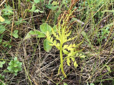 Botrychium lanceolatum, photographed by Jason Grant