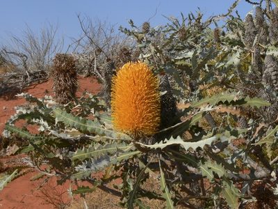 Banksia ashbyi, photographed by dhfischer