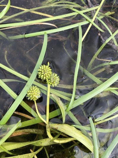 Sparganium hyperboreum, photographed by Valerii Glazunov