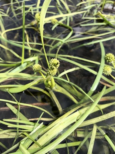 Sparganium hyperboreum, photographed by Valerii Glazunov