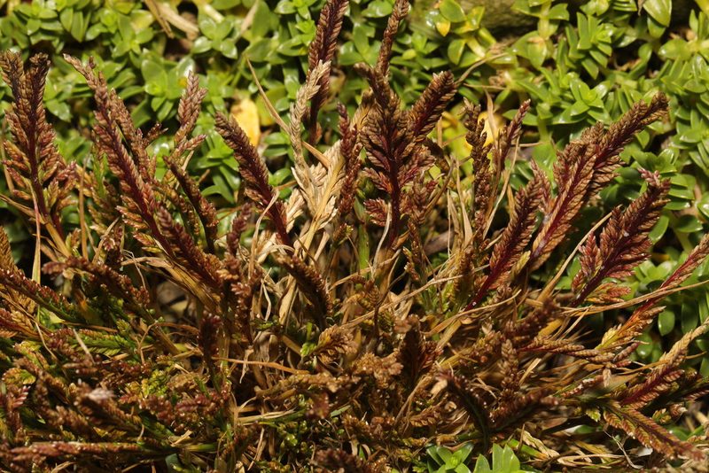 Catapodium marinum, photographed by Stephen James McWilliam