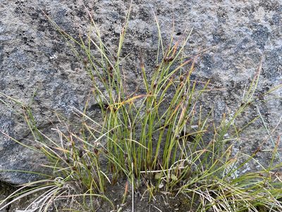 Oreojuncus trifidus, photographed by Alan Weakley