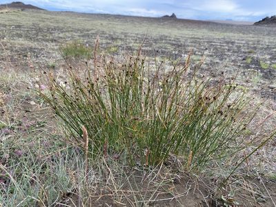 Oreojuncus trifidus, photographed by Alan Weakley