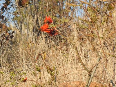 Erythrina lysistemon, photographed by Matthew Fainman