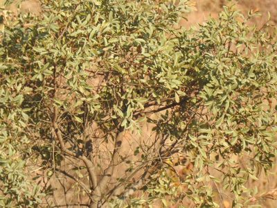 Ozoroa paniculosa, photographed by Matthew Fainman