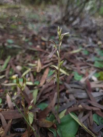 Cyrtostylis huegelii, photographed by Em Lamond