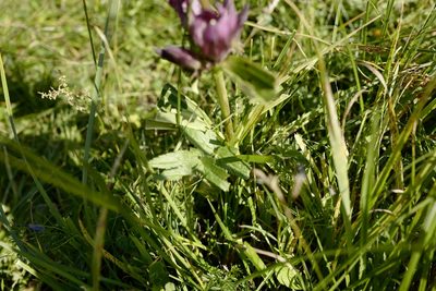 Gentiana pannonica, photographed by antrum