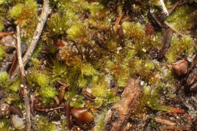 Chaetophyllopsis whiteleggei, photographed by Em Lamond