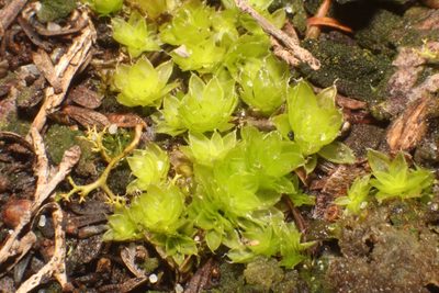 Pleurophascum occidentale, photographed by Em Lamond