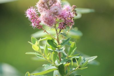 Spiraea salicifolia, photographed by Marina Potapova