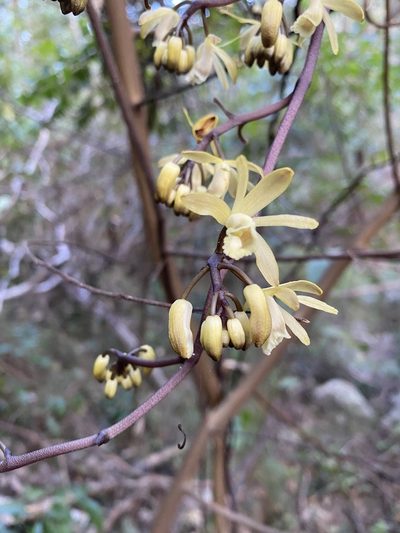 Erythrorchis cassythoides, photographed by Greg Tasney