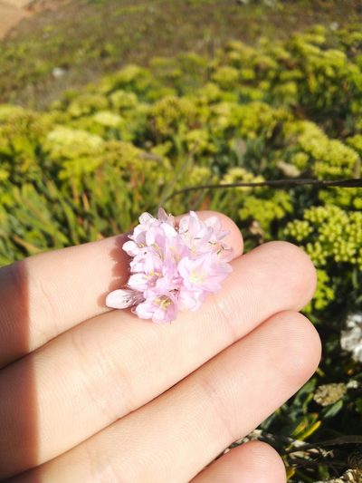Armeria welwitschii, photographed by Vicente Lopes