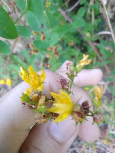 Hypericum undulatum, photographed by Vicente Lopes