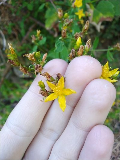 Hypericum undulatum, photographed by Vicente Lopes