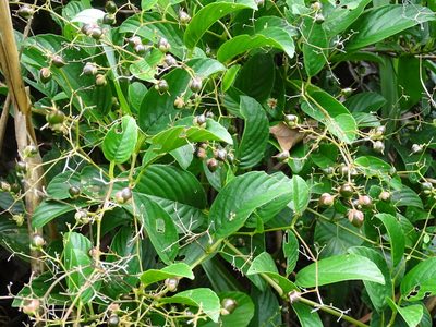 Tetracera sarmentosa, photographed by Toby Y