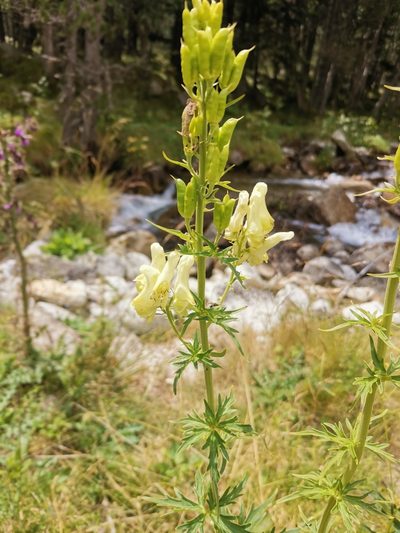 Aconitum lamarckii, photographed by Roland Godon
