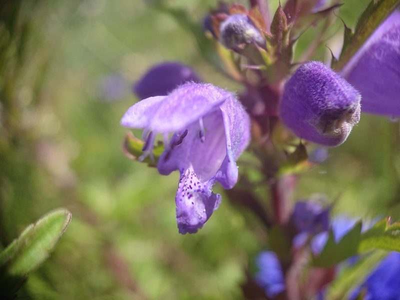 Dracocephalum moldavica, photographed by Camilla Lund Kristensen