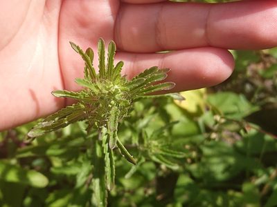 Dracocephalum moldavica, photographed by Camilla Lund Kristensen