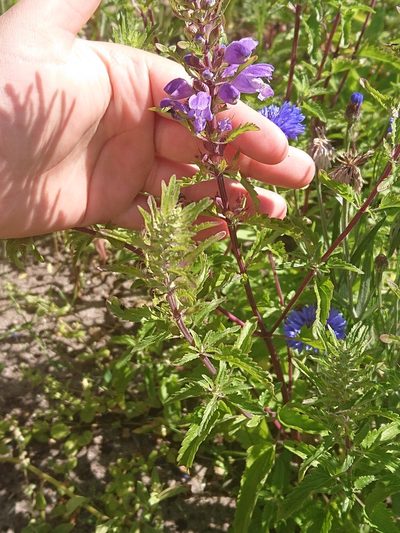 Dracocephalum moldavica, photographed by Camilla Lund Kristensen