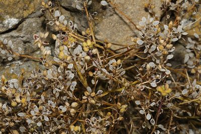 Cochlearia officinalis, photographed by Stephen James McWilliam