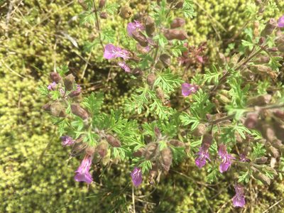 Teucrium botrys, photographed by georges3