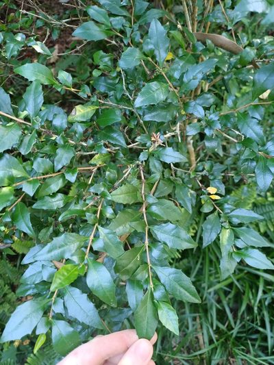Graptophyllum spinigerum, photographed by ainsley_isme